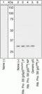 Ribosomal Protein S6 antibody, GTX17944, GeneTex, Western Blot image 