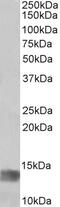 Interleukin 15 antibody, 43-221, ProSci, Enzyme Linked Immunosorbent Assay image 