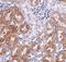 Ankyrin Repeat Domain 54 antibody, NBP1-77051, Novus Biologicals, Immunohistochemistry paraffin image 