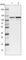 Heat Shock Protein Family H (Hsp110) Member 1 antibody, HPA028675, Atlas Antibodies, Western Blot image 