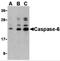 Caspase 6 antibody, 3471, ProSci Inc, Western Blot image 
