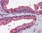 Wnt Family Member 3A antibody, NBP1-79724, Novus Biologicals, Immunohistochemistry paraffin image 