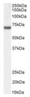 FA Complementation Group G antibody, NBP1-06035, Novus Biologicals, Western Blot image 