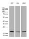 Endothelial Differentiation Related Factor 1 antibody, LS-C792575, Lifespan Biosciences, Western Blot image 