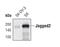 Jagged Canonical Notch Ligand 2 antibody, MA5-14978, Invitrogen Antibodies, Western Blot image 