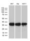 Phosphoribosyl Pyrophosphate Synthetase 1 Like 1 antibody, LS-C799924, Lifespan Biosciences, Western Blot image 
