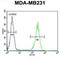 RAB11 Family Interacting Protein 2 antibody, abx032532, Abbexa, Western Blot image 