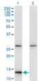 Histidine Triad Nucleotide Binding Protein 1 antibody, LS-B16372, Lifespan Biosciences, Western Blot image 