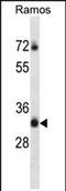 Phosphatidylinositol-4,5-Bisphosphate 4-Phosphatase 1 antibody, PA5-71792, Invitrogen Antibodies, Western Blot image 