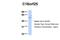 Chromosome 18 Open Reading Frame 25 antibody, NBP1-57595, Novus Biologicals, Western Blot image 