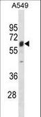 Tripartite Motif Containing 22 antibody, LS-C156975, Lifespan Biosciences, Western Blot image 