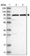 Zinc Finger Protein 358 antibody, PA5-56582, Invitrogen Antibodies, Western Blot image 