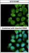 Cytochrome C Oxidase Subunit 5A antibody, GTX101487, GeneTex, Immunocytochemistry image 