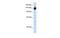 Timeless Circadian Regulator antibody, MBS832534, MyBioSource, Western Blot image 