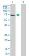 NOP53 Ribosome Biogenesis Factor antibody, H00029997-B01P, Novus Biologicals, Western Blot image 