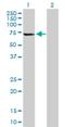 NOP53 Ribosome Biogenesis Factor antibody, H00029997-B01P, Novus Biologicals, Western Blot image 