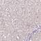 ATPase Phospholipid Transporting 8A1 antibody, HPA052935, Atlas Antibodies, Immunohistochemistry frozen image 