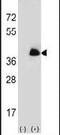 Annexin A2 antibody, PA5-14318, Invitrogen Antibodies, Western Blot image 