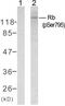 RB Transcriptional Corepressor 1 antibody, PA5-38146, Invitrogen Antibodies, Western Blot image 