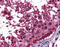 Epidermal Growth Factor antibody, 51-387, ProSci, Immunohistochemistry paraffin image 