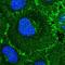 Roundabout Guidance Receptor 1 antibody, HPA052968, Atlas Antibodies, Immunofluorescence image 