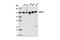 Protein Phosphatase 1 Regulatory Subunit 12A antibody, 8574S, Cell Signaling Technology, Western Blot image 