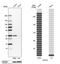 Annexin A4 antibody, NBP1-90151, Novus Biologicals, Western Blot image 