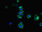 Transmembrane Protein 82 antibody, LS-C394840, Lifespan Biosciences, Immunofluorescence image 