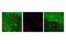 Microtubule Associated Protein Tau antibody, 12885S, Cell Signaling Technology, Flow Cytometry image 