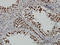 TATA-Box Binding Protein Associated Factor 11 antibody, LS-C133463, Lifespan Biosciences, Immunohistochemistry paraffin image 