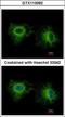 Myosin Light Chain 1 antibody, GTX113092, GeneTex, Immunocytochemistry image 