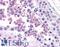 Cathelicidin Antimicrobial Peptide antibody, LS-B2687, Lifespan Biosciences, Immunohistochemistry paraffin image 