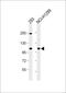 CTD Phosphatase Subunit 1 antibody, PA5-72462, Invitrogen Antibodies, Western Blot image 