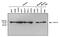 Aconitase 2 antibody, MA1-029X, Invitrogen Antibodies, Western Blot image 