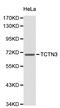 Tectonic Family Member 3 antibody, LS-C192255, Lifespan Biosciences, Western Blot image 