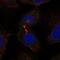 WD Repeat Domain 62 antibody, NBP2-48788, Novus Biologicals, Immunofluorescence image 