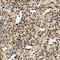 Death Effector Domain Containing 2 antibody, NB100-56138, Novus Biologicals, Immunohistochemistry paraffin image 