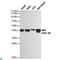 Glycogen Synthase Kinase 3 Beta antibody, LS-C814082, Lifespan Biosciences, Western Blot image 