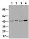 Interferon Regulatory Factor 3 antibody, 14-9947-82, Invitrogen Antibodies, Western Blot image 