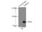 Tudor Domain Containing 3 antibody, 13359-1-AP, Proteintech Group, Immunoprecipitation image 