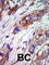 Bmk1 antibody, abx033440, Abbexa, Western Blot image 