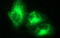 Vascular Endothelial Growth Factor B antibody, LS-C338412, Lifespan Biosciences, Immunofluorescence image 