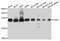 Chromobox 3 antibody, MBS126317, MyBioSource, Western Blot image 