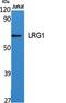 Leucine Rich Alpha-2-Glycoprotein 1 antibody, A04365, Boster Biological Technology, Western Blot image 