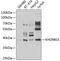 KH RNA Binding Domain Containing, Signal Transduction Associated 3 antibody, 22-370, ProSci, Western Blot image 
