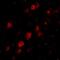 RNA Polymerase III Subunit F antibody, NBP1-76929, Novus Biologicals, Immunofluorescence image 