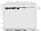 Ring Finger Protein 20 antibody, 710911, Invitrogen Antibodies, Western Blot image 
