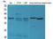 Claudin 17 antibody, STJ96501, St John