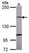 Collagen Type XIV Alpha 1 Chain antibody, GTX117877, GeneTex, Western Blot image 