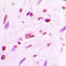 Myocyte Enhancer Factor 2A antibody, LS-C358804, Lifespan Biosciences, Immunohistochemistry frozen image 